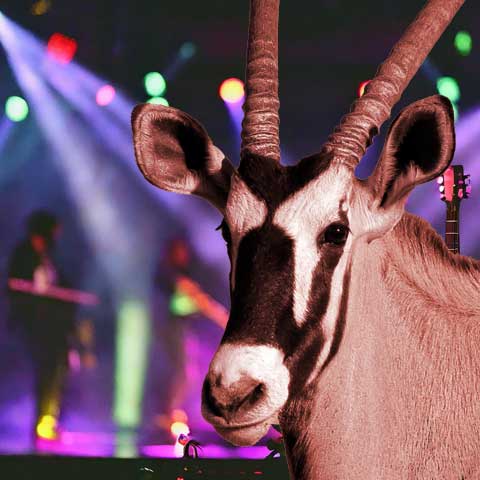 ORYX Antilope